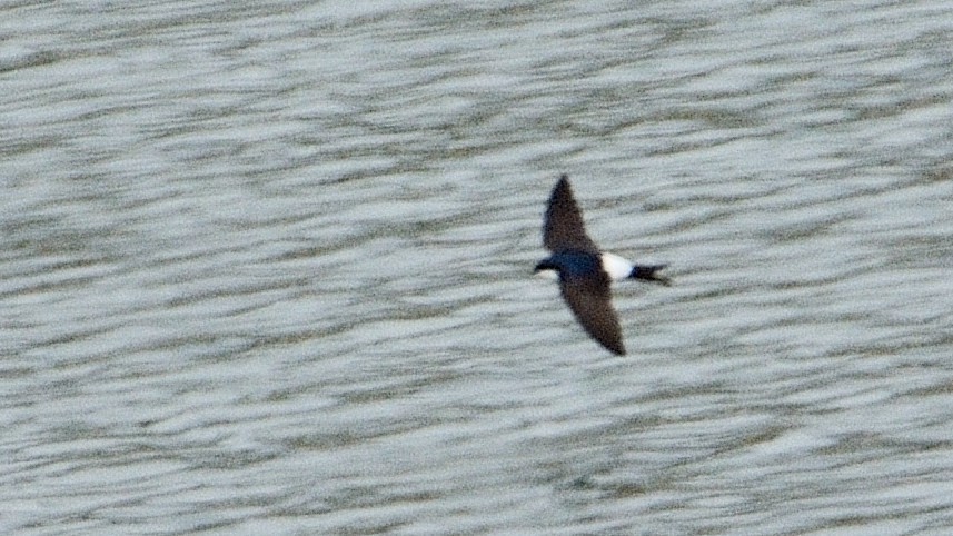 Common House-Martin — Ana fotoğraf